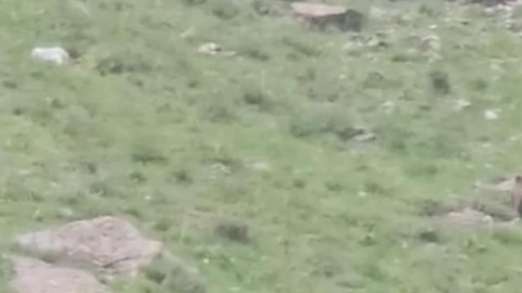 Hakkari'yi sıcaklar basmasıyla birlikte önce 1 tane anneleri, ardından 2,3,4 diye de yavruları ortaya çıktı