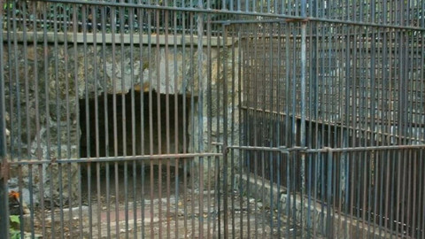 Bursa'da 235 kilogram ağırlığında ve 2 metre  30 santimetre uzunluğunda! 5 aydan sonra ilk kez kafesinden dışarı çıkarıldı