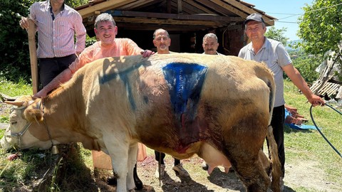 Bartın'da köyde hamile olan ineği kontrol eden veteriner bir gariplik olduğunu fark etti! İneğin karnını açtığında resmen 2 taneyle korkunç manzarayı gördü