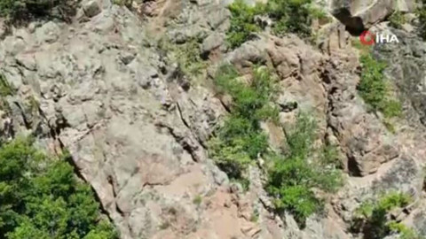 Artvin'de doğada yalnız 1 tanesi tek başına görüldü. Normalde siyah olan o hayvanı beyaz halde görünce köylü resmen hayrete düştü
