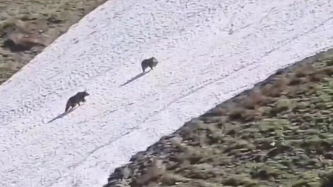 Artvin'de 2 bin 100 rakımlı Duganala Yaylası’nda kar üstünde 2 tanesi ortaya çıktı. Uyanan hayvan sürpriz manzara ile karşılaştı