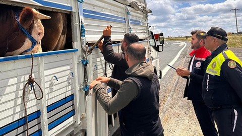 Tekirdağ'a kaçak hayvan getiren besiciye rekor ceza kesildi!