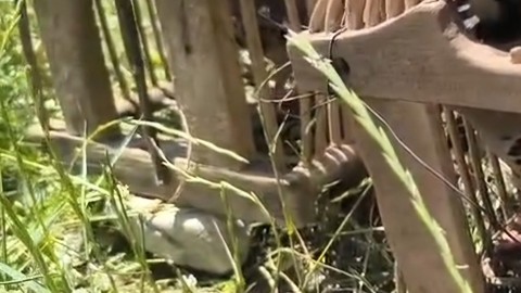 Siirt'te doğada dokunması yasak olan 2 tane hayvana dokundu. 43 bin 619'a güle güle diyecek