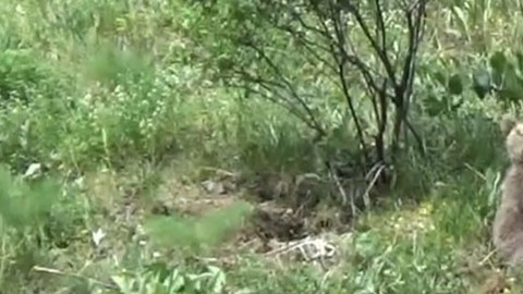 Tunceli'de doğada anneleriyle birlikte 1,2,3 tanesi peş peşe ortaya çıktı. Yaptıkları hareket Türkiye için endişe verici