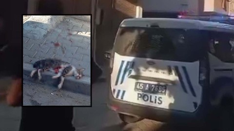 Bu nasıl canilik? Sokak kedisini pompalı tüfekle öldürdü
