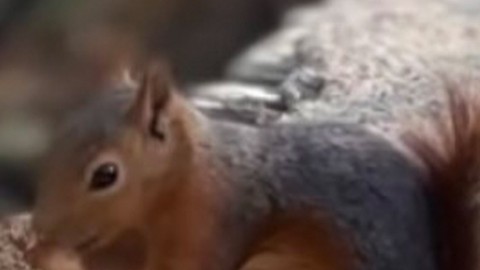 Osmaniye'de nadir görülen 1 tane hayvanın elindeki detay görenleri şaşırttı! Sımsıkı tutmuştu