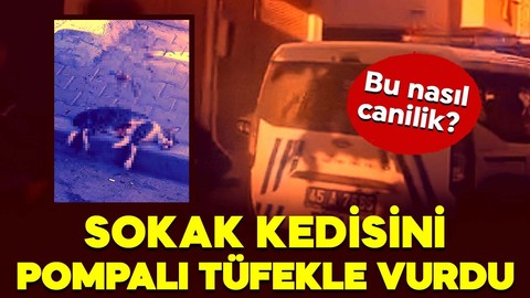 Bu nasıl canilik? Sokak kedisini pompalı tüfekle öldürdü