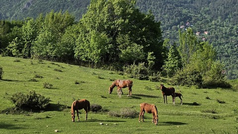 Yenice Yaylalarında yılkı atları sürü halinde görsel şölen sunuyor