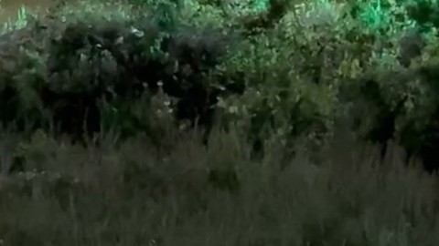 Elazığ’da 1 tanesi köye kadar indi. Yeşilliklerin arasında bir süre oturup gözden kayboldu