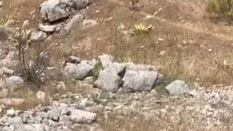 Antalya'da 2 arkadaş doğada gezdikleri sırada 1 tanesine rastladı... Normalde 100'lerce ile gezen hayvandan 1 tane vardı hemen yüksek yere götürdüler