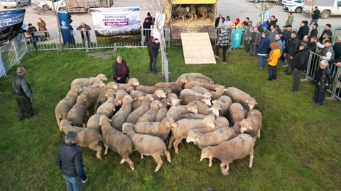 Kocaeli'de 145 baş hayvan, sahiplerine teslim edildi. 145 tanesi gidip 1000'lerceye dönecek