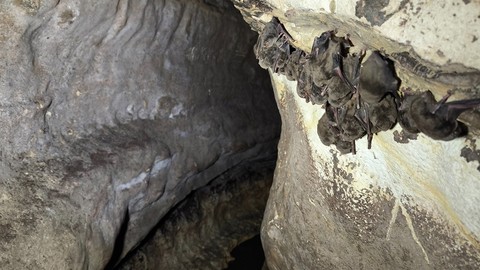 Ünye’deki Yazkonağı Mağarası Turizme Kazandırılıyor