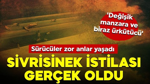 Ürküten sivrisinek istilası! Çıldır Gölü'nde film gibi kareler! Sürücüler zor anlar yaşadı