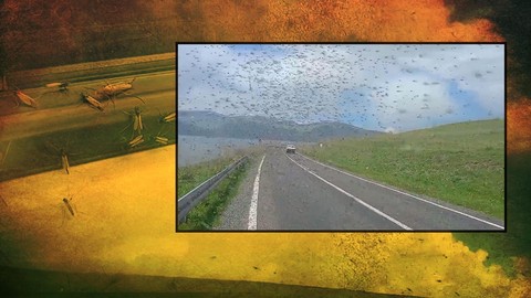 Ürküten sivrisinek istilası! Çıldır Gölü'nde film gibi kareler! Sürücüler zor anlar yaşadı