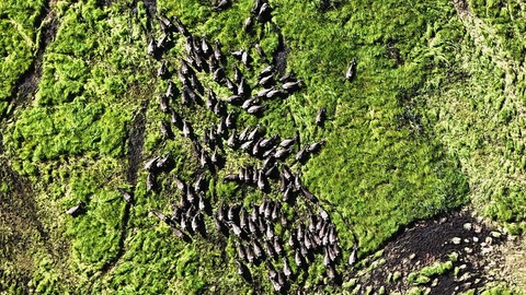 Bitlis'te bahar manzaralarıyla mandalardan görsel şölen