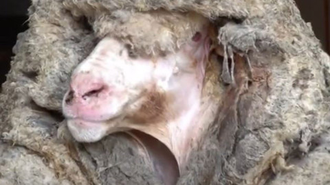 Koyun doğada 5 yıl boyunca kayıp şekilde gezdi... 5 yıl sonra doğadaki kayıp koyunu kurtaran resmi ekipler fark ettikleri detayla resmen 2 kez hayrete düştü