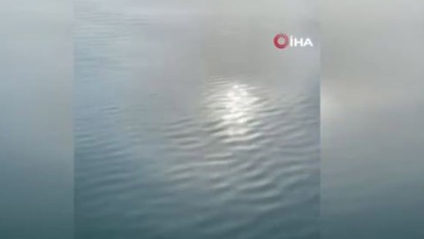 Marmara açıklarında bir anda ortaya çıktılar. Balıkçılara eşlik ettiği o anlar kamerada