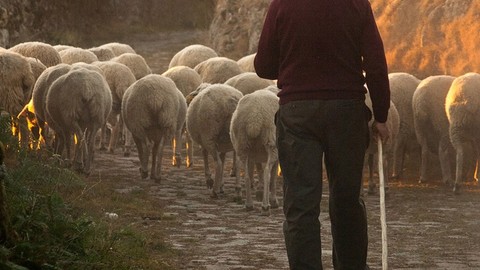 Erzincan'da 500'den fazla koyununu otlatan çoban bir anda çalılıkların arasında 1 tanesi ve yanındaki 2 detayı resmen fark etti