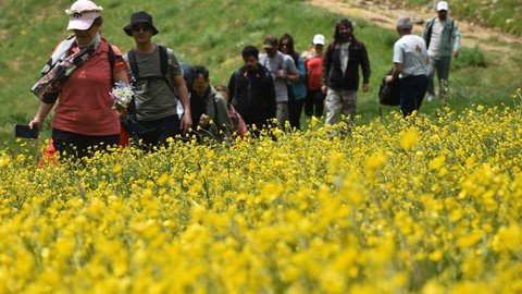 Gümüşhane'nin Sarıçiçek köyü sarı renklere büründü, ziyaretçilerine kartpostallık manzaralar sundu.