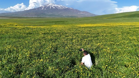 Bitlis’te Sütey Yaylası bahar güzelliğiyle misafirlerini büyülüyor. Sarı çiçekler ve Süphan Dağı manzarasıyla doğaseverlerin dikkatini çekiyor