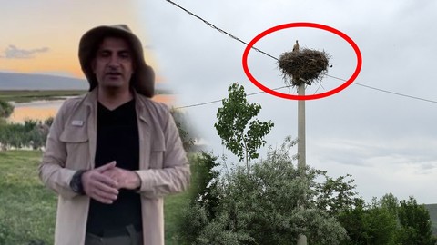 Bitlis'te 1 tane hayvanın direkteki yuvadan hiç ayrılmadığı fark edildi. 1 tane hayvanın olduğu yere bakan vatandaş ağlatan manzarayı gördü