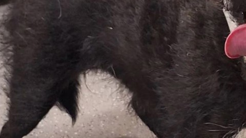 Doğada kaybolduktan sonra 7 yıl boyunca tek başına yaşayan hayvan 7 yıl sonra sahibine teslim edildi. Fark ettiği detayla birlikte resmen gözlerinin içi titredi