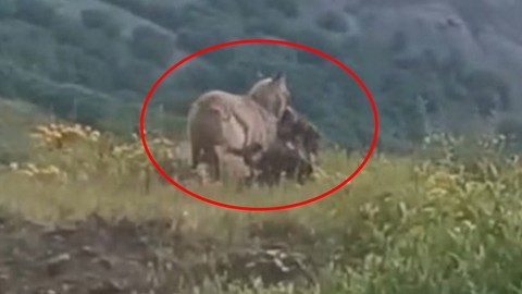 Tunceli'de doğada 1 tane keçiyi fark eden vatandaşlar, aynı yöne bir daha baktı. 1 tane keçinin olduğu yer korkunçtu