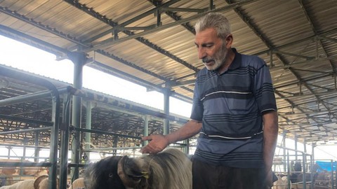 Eskişehir'de hayvan pazarında hemen dikkati çekiyor! 100 kilo ağırlığındaki keçinin fiyatı belli oldu
