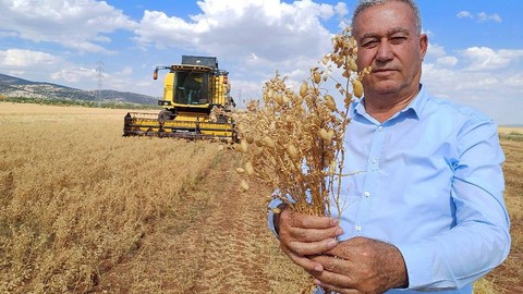 Gaziantep'te 35 bin dönümde nohut hasadı başladı