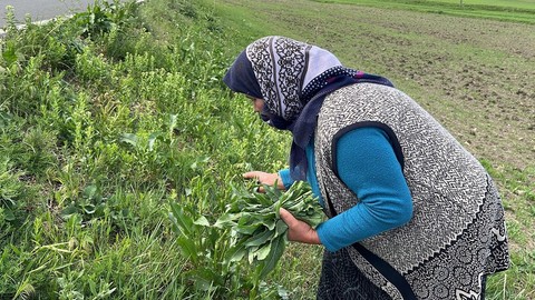 Şifa Kaynağı olarak görülen Kars "Evelik" otu kadınlar tarafından toplanmaya başlandı