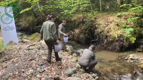 Bolu’da 100'lercesi doğada ormanın içerisine bırakıldı. Ormandaki sızıntılardan sızıp 1000'lerceye dönüşecekler