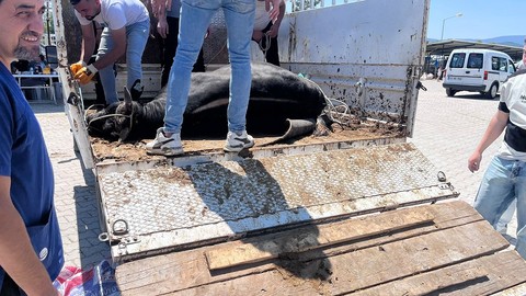 Kütahya'da hayvan pazarından kaçan kurbanlık büyükbaş herkesi harekete geçirdi
