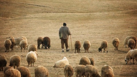 Van'da 400'lerce koyununu otlatmaya götüren çoban, dağlık arazide korkunç bir olay yaşadı! Ekipler helikopterle indi