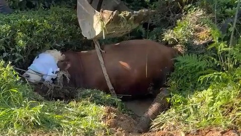 Rize’de çay bahçesine kaçan boğa çukura düştü, iş makinasıyla ancak kurtarılabildi