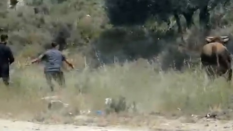 Hatay Antakya’da kaçan kurbanlık boğa trafiği birbirine kattı. İzini kaybettirerek kayboldu