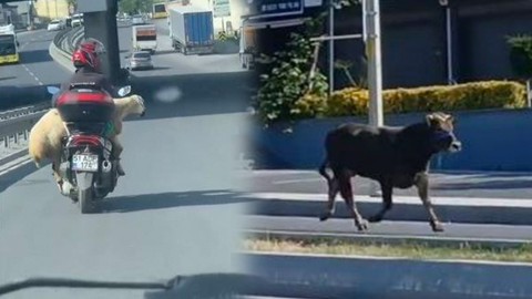 Başakşehir’de boğa sahibinden kaçtı, Sultangazi’de koyun motosikletle taşındı. O anlar çevredeki vatandaşlar tarafından kayda alındı