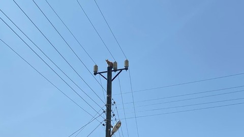 Amasya Merzifon’da gözü kara hayvan metrelerce yüksek elektrik direğine çıktı. Diğerin tepesinde kala kalan hayvan görevliler kurtardı