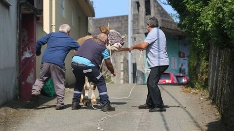 Memleketten bayram kovalamacaları: Kurbanlıklar kaçtı! Sahipleri yakalamak için koştu