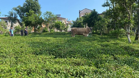 Rize'de kaçan kurbanlık boğa çay bahçesine girdi, ekipler seferber oldu