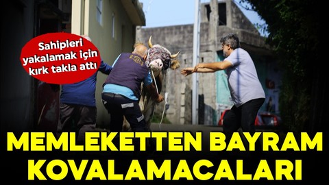 Memleketten bayram kovalamacaları: Kurbanlıklar kaçtı! Sahipleri yakalamak için koştu