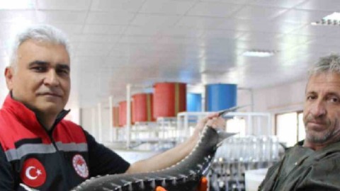 Hatay, Adana, Mersin, İzmir, Trabzon, Amasya, Marmara'da sadece 150 tane kaldı! 250 milyon yıllık hayvan için 100.000 tanesi doğaya salınacak
