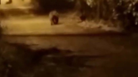 Karabük şehir merkezindeki bir mezarlıkta o hayvan görüntülendi.  O anlar bir vatandaşın telefonuyla kayda alındı