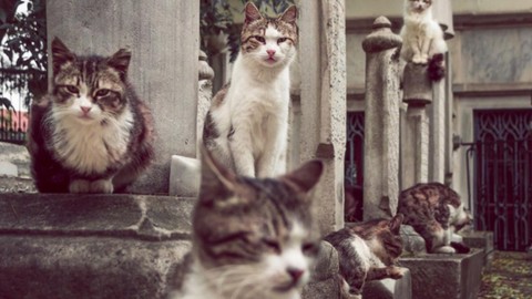 Kedi koruma gönüllüsünün evinde dehşet veren olay! 100'den fazla ölü kedi bulundu