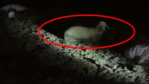 Amasya’da doğada 1 tane koyunu gören vatandaşlar yanına yaklaşıp bakınca korkunç detayı fark etti. 1 tane koyun için resmi ekipler hızla bölgeye koştu