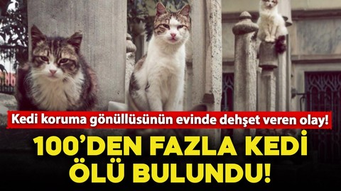 Kedi koruma gönüllüsünün evinde dehşet veren olay! 100'den fazla ölü kedi bulundu