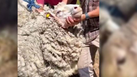 Ormanda 8 yıl önce kaybolan koyun, doğada 8 yıl sonra yeniden bulundu. Sahibi koyununa dokunduğunda fark ettiği detayla resmen ileri geri gitti geldi