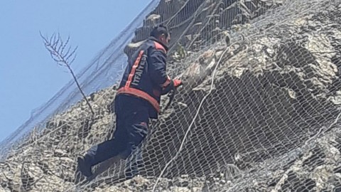 Malatya'da ağlar arasına takılan 2 tanesi fark edildi. 2 tane hayvanı yan yana orada gören vatandaşlar hayretler içinde ekipleri aradı