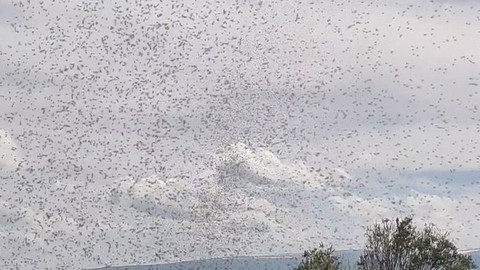 Ardahan ve Kars üzerinden 1000'lerce hayvan teker teker Türkiye'ye giriş yaptı. 1000'lerce hayvanın tek hedefi şu anda her yeri istila etmek