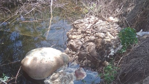 Kütahya'da duyarsız vatandaşlar Kurban Bayramı'nda gene çevre kirliliğine neden oldu
