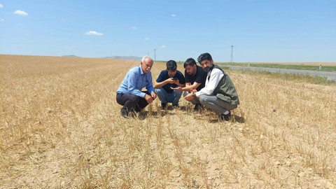 Kulu’da kuraklık arpa verimini vurdu. 256 dekardan sadece 1 ton ürün alındı